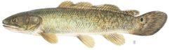 Bowfin